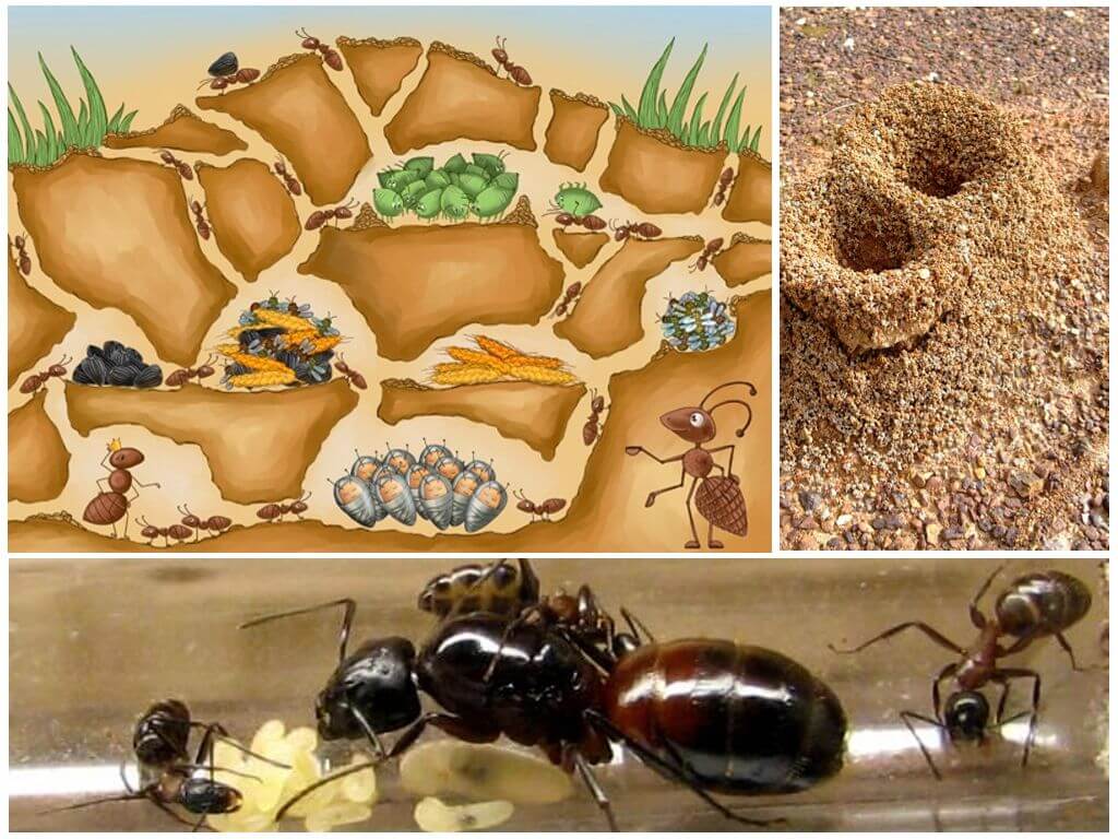 Что едят муравьи в домашних условиях и в природе?