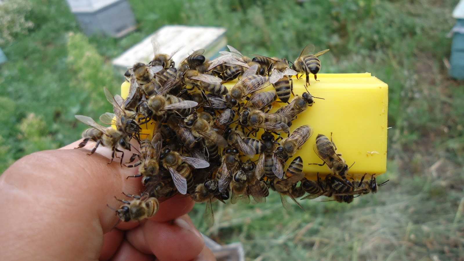 Пчелы карника