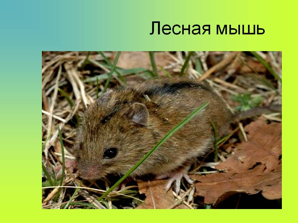 Виды и разновидности мышей с фото, названиями и описанием