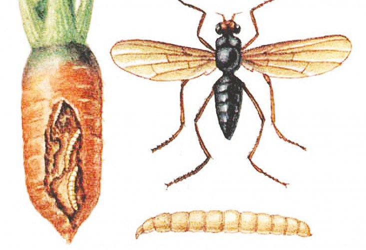 Морковная муха: что это такое, можно ли уберечь овощи на грядке, какие есть для борьбы с ней препараты, как бороться химией, как избавиться народными методами?