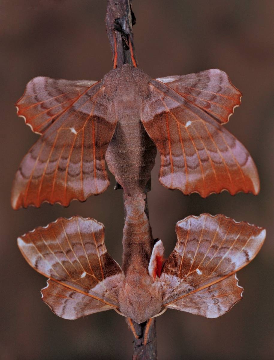 Самая большая бабочка в мире. бражник тополевый – ночная бабочка, которая не ест большие мотыльки