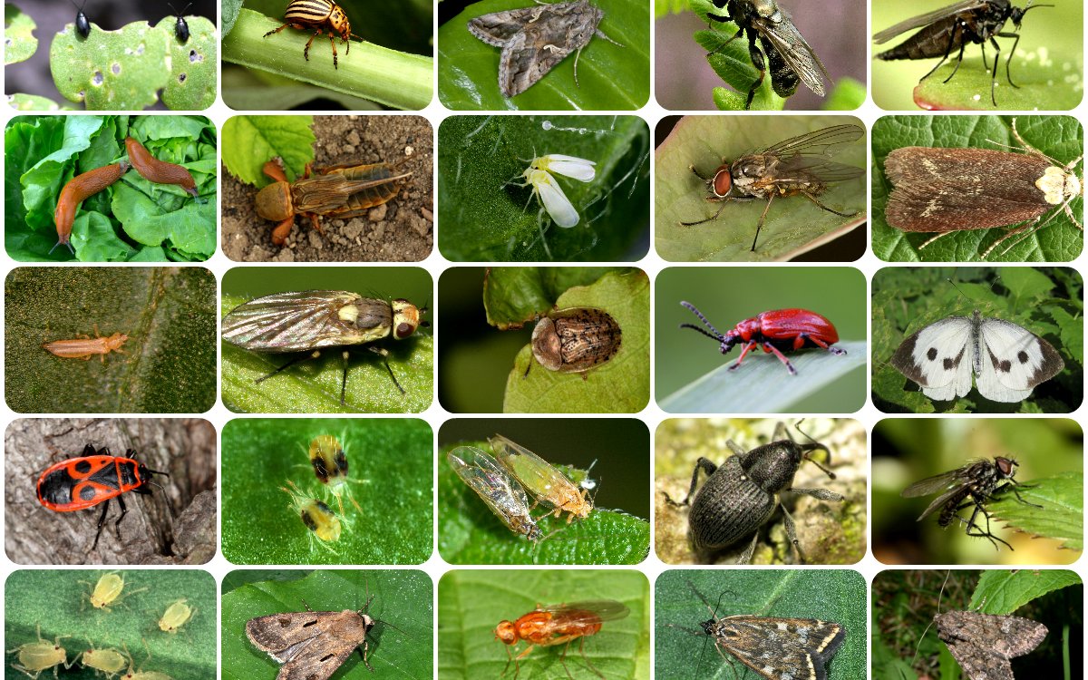Топ-10 насекомых-вредителей | vivareit