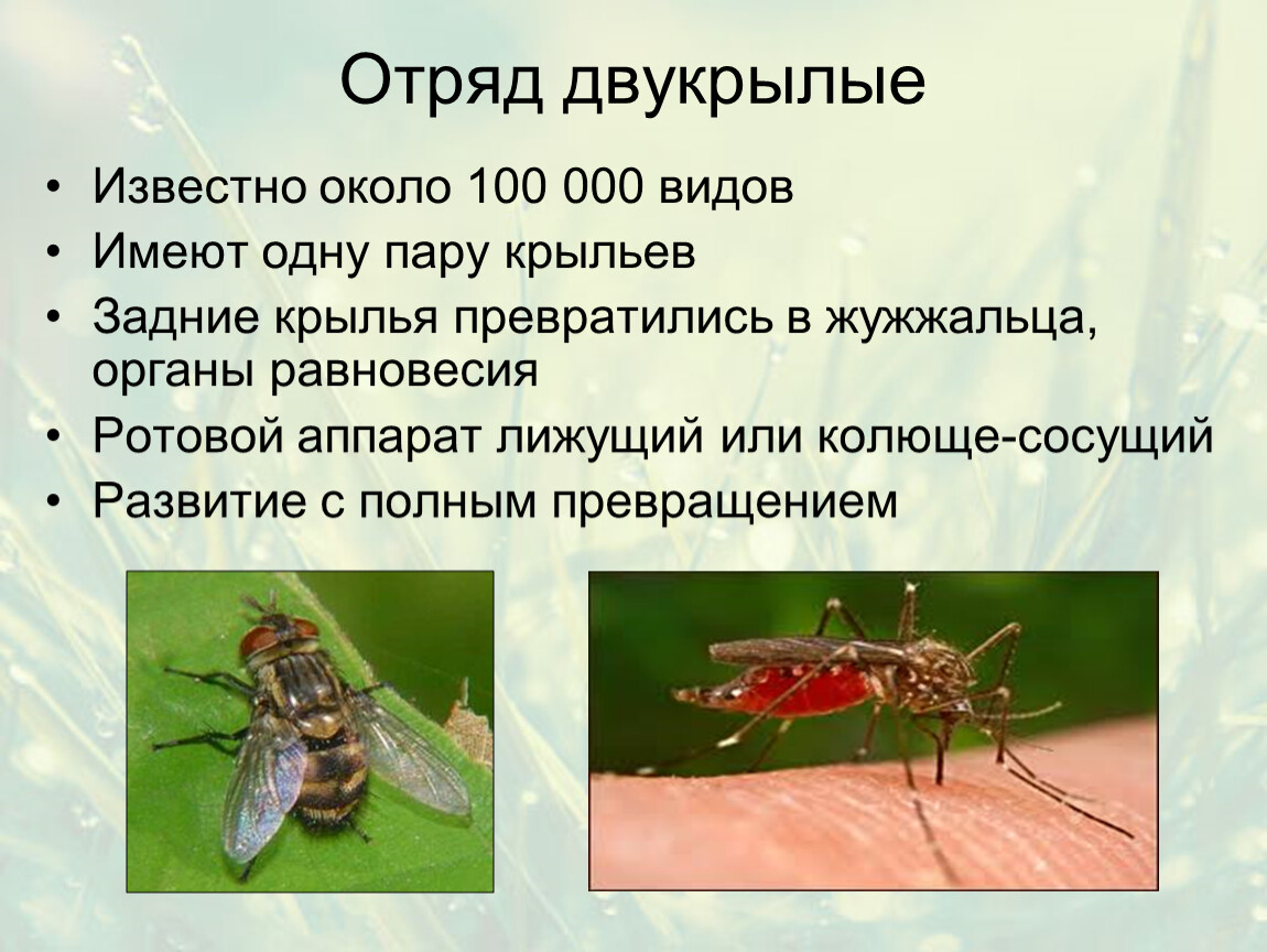 Чем опасны кровососущие двукрылые насекомые для с/х животных и как от них избавиться