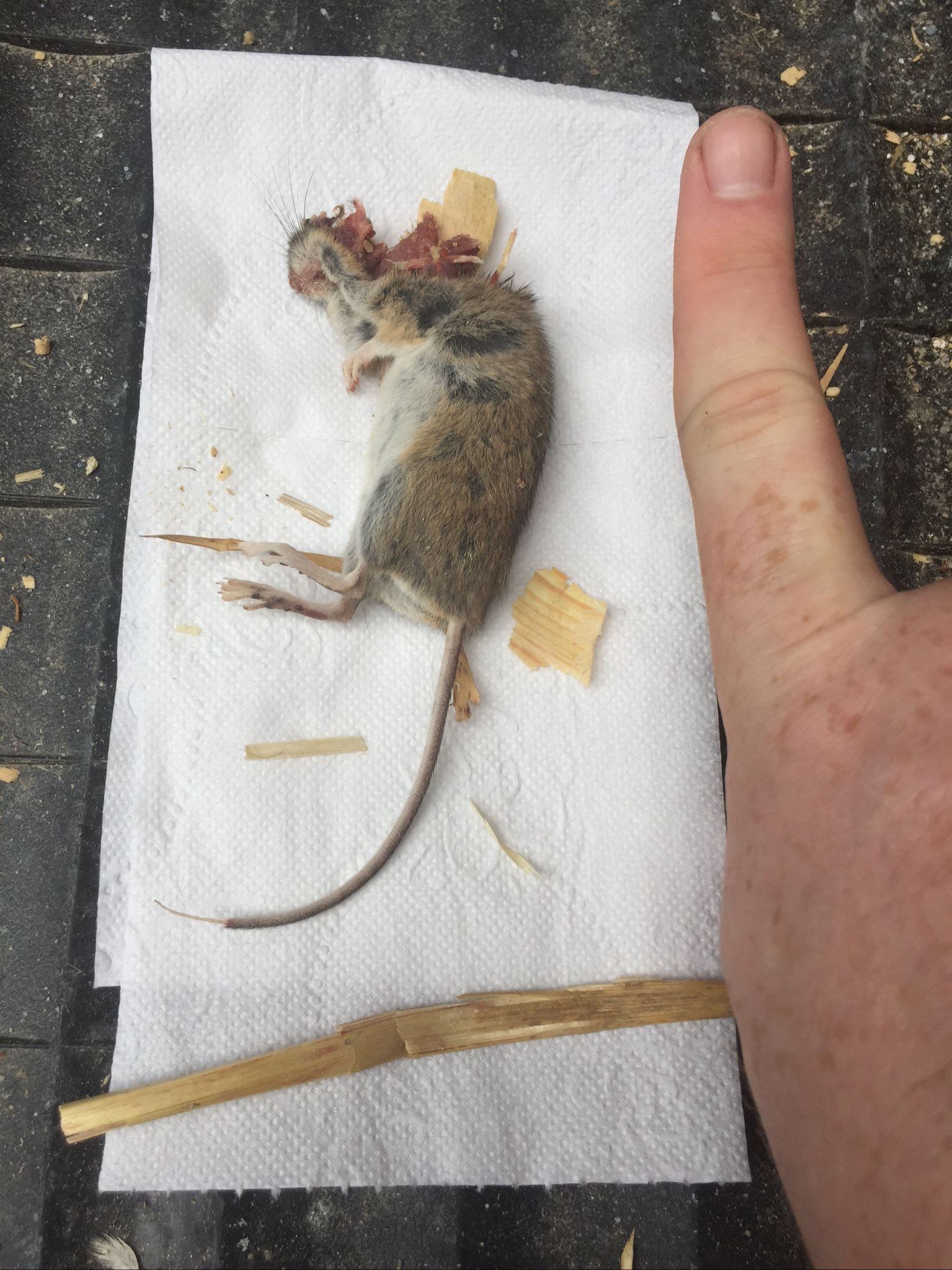 Спаривание полевых мышей. как быстро избавиться от мышей