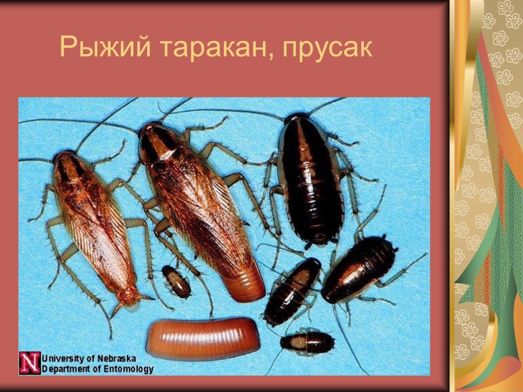 Рыжие тараканы и методы избавления от них в квартире