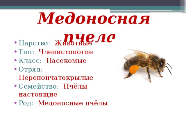 Медоносная пчела: особенности строения, развития и классификация