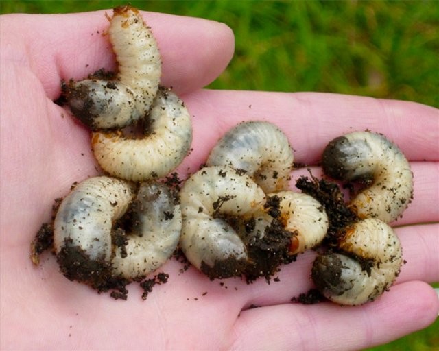 Личинка майского жука: как бороться на клубнике, эффективные методы, видео и фото