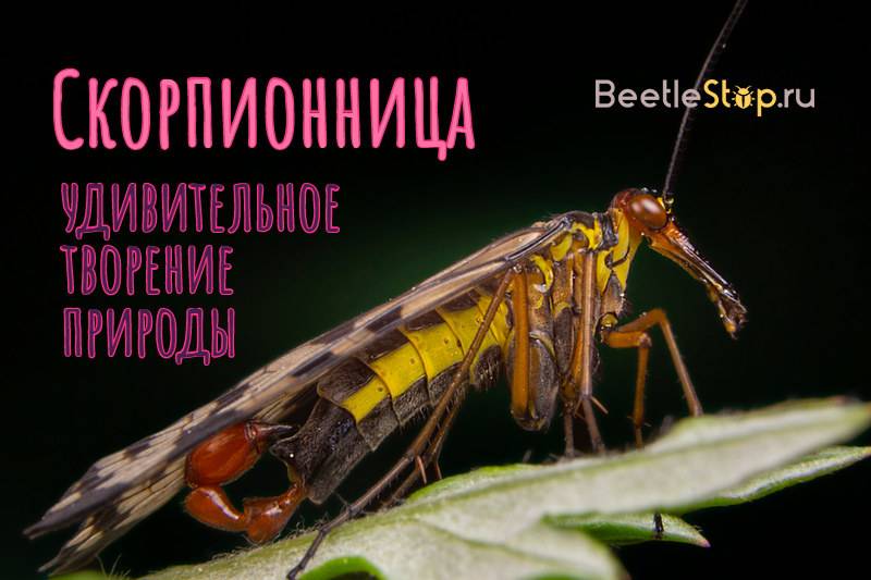 Скорпионница: образ жизни и строение тела необычных насекомых