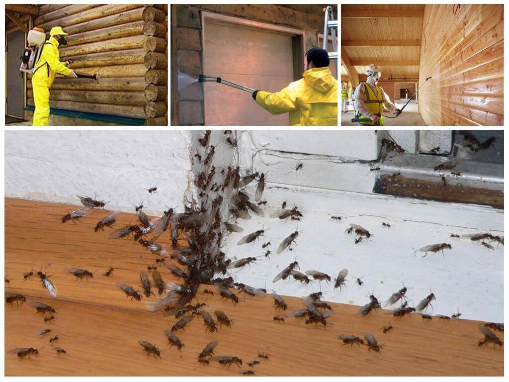 Способы борьбы с летающими муравьями в доме