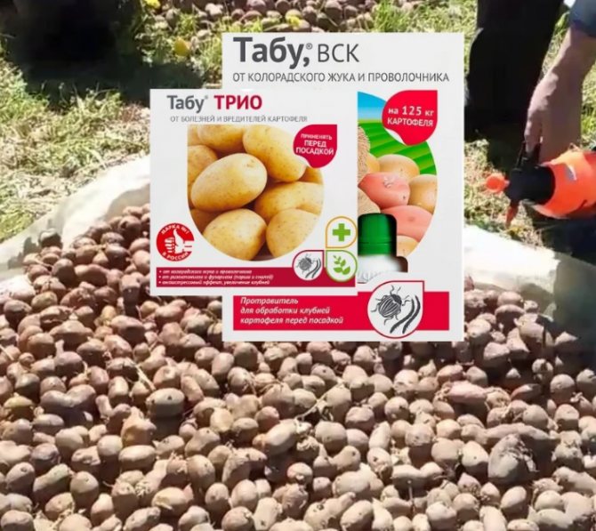 Как избавиться от проволочников на картофельном участке
