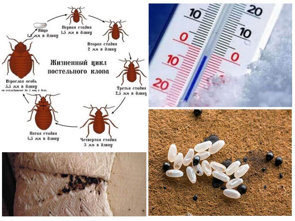 При какой температуре умирают тараканы: боятся ли они холода, можно ли бороться с ними с помощью мороза