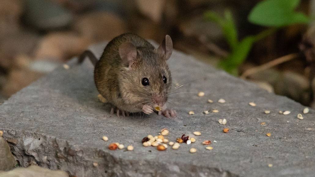Питание мышей в дикой природе и домашних условиях