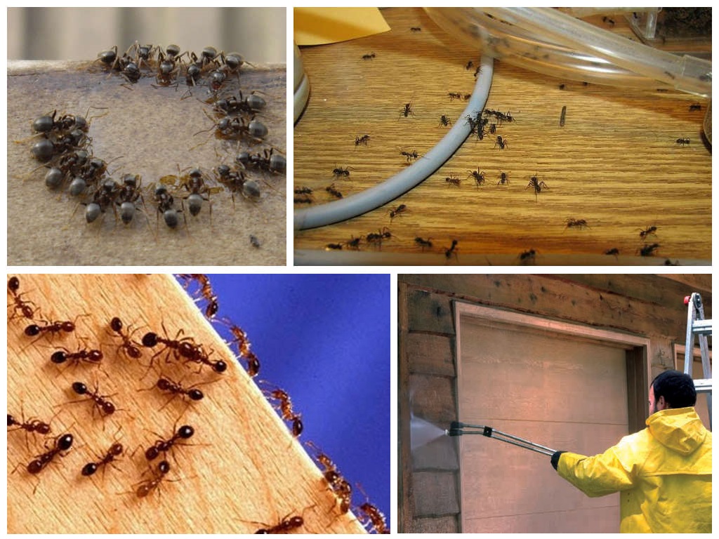 Как избавиться от муравьёв в бане народными и химическими средствами