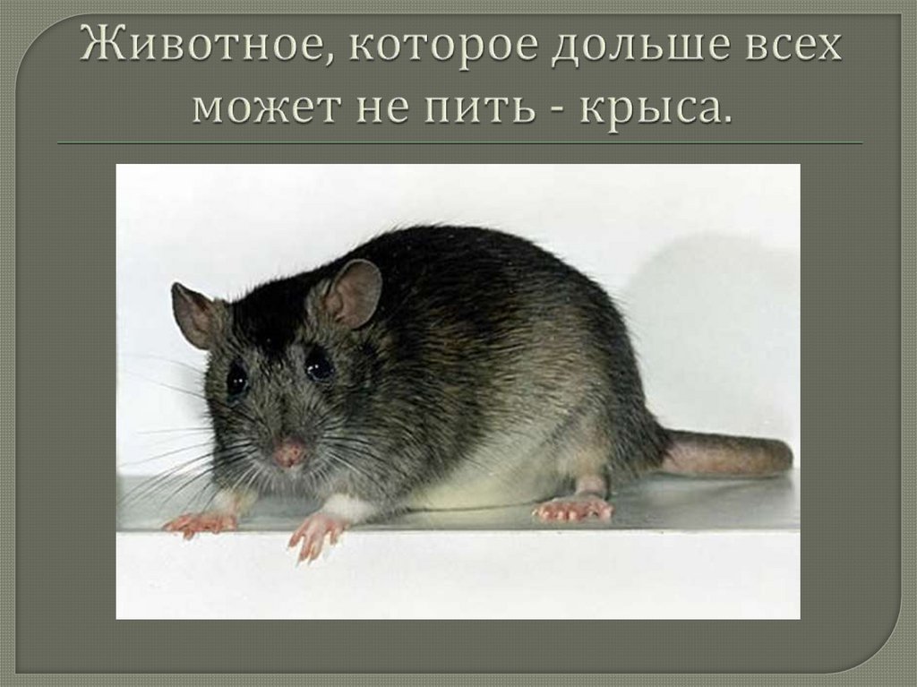 Чего боятся крысы и мыши