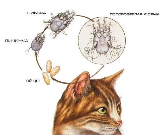 Опасен ли ушной клещ кошки для человека?