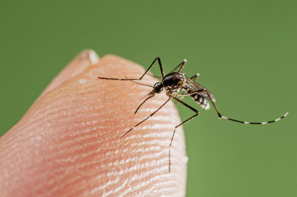 Как убрать красные пятна от укусов комаров