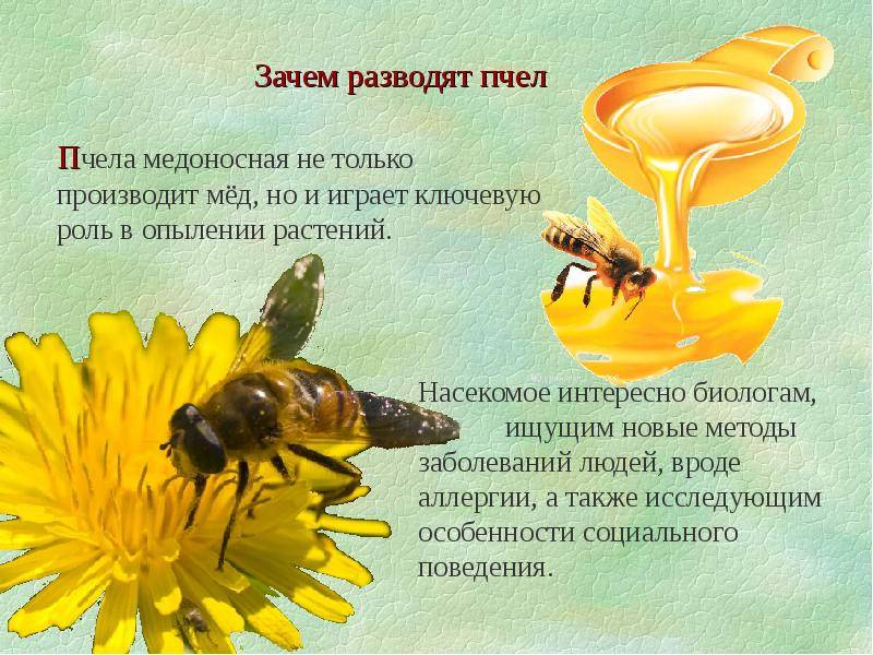 Интересные факты о пчелах :: инфониак