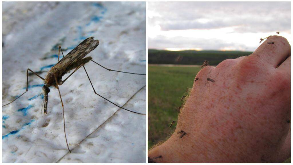 Почему комары кусают не всех