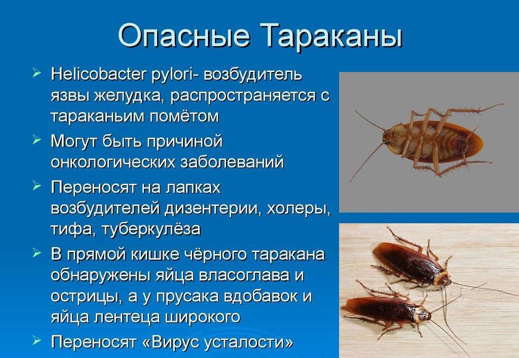 Чем опасны тараканы для человека и какие болезни они переносят