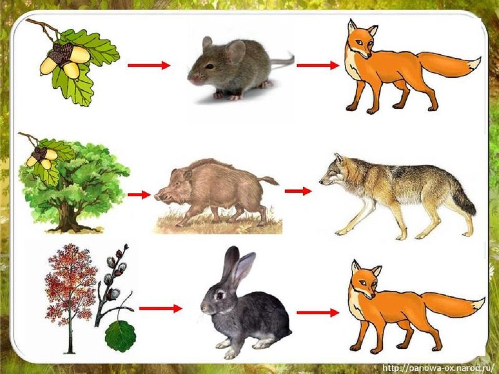 Начертите схему пищевых связей волка и зайца