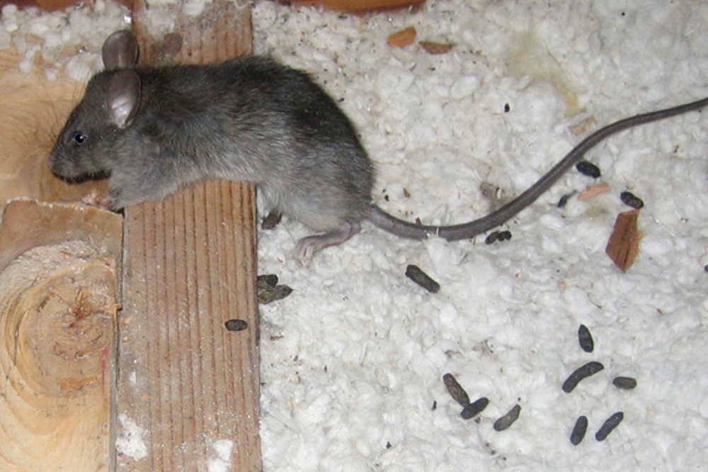 Кто пищит мыши или крысы. как отличить мышей от крыс. как отличить мышей от крыс основные признаки