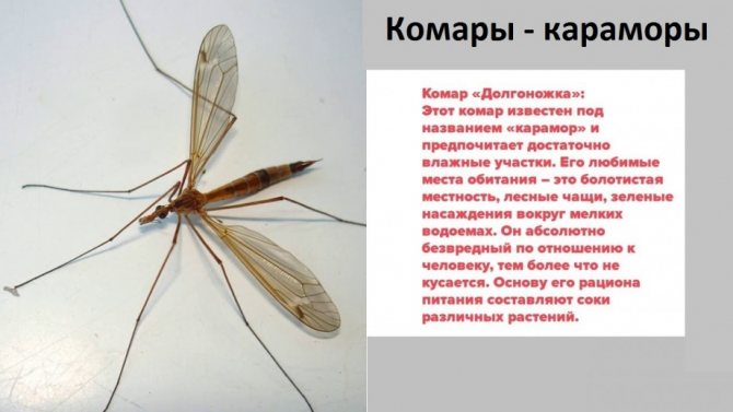 Нашествие комаров: крылатые кровопийцы терроризируют всю россию