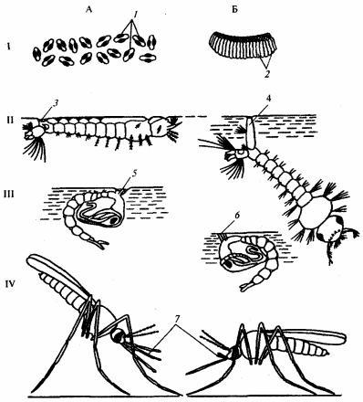 Цикл жизни комаров: от личинки до взрослой особи
