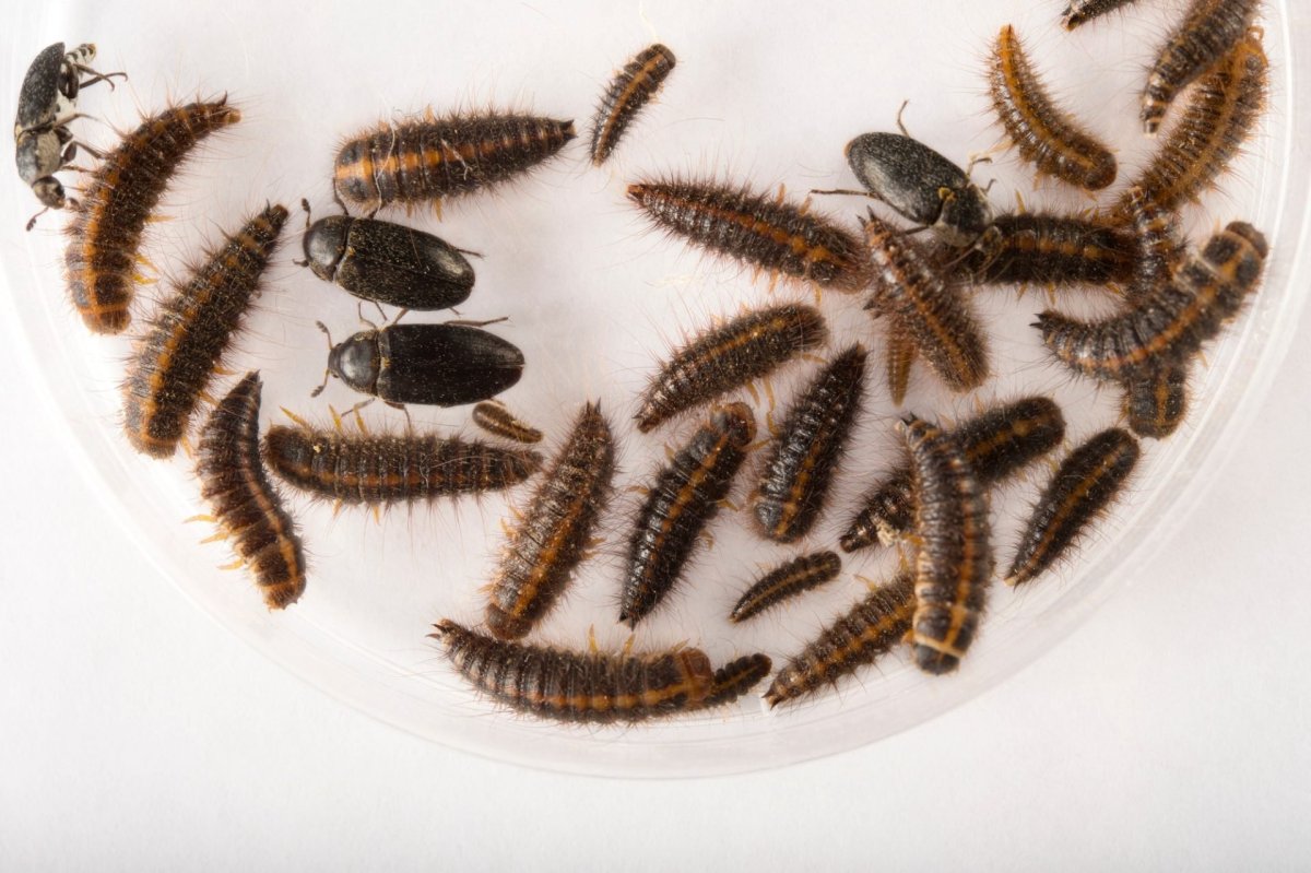 Как избавиться от коврового кожееда: как определить жука, меры профилактики, лучшие способы борьбы с ним