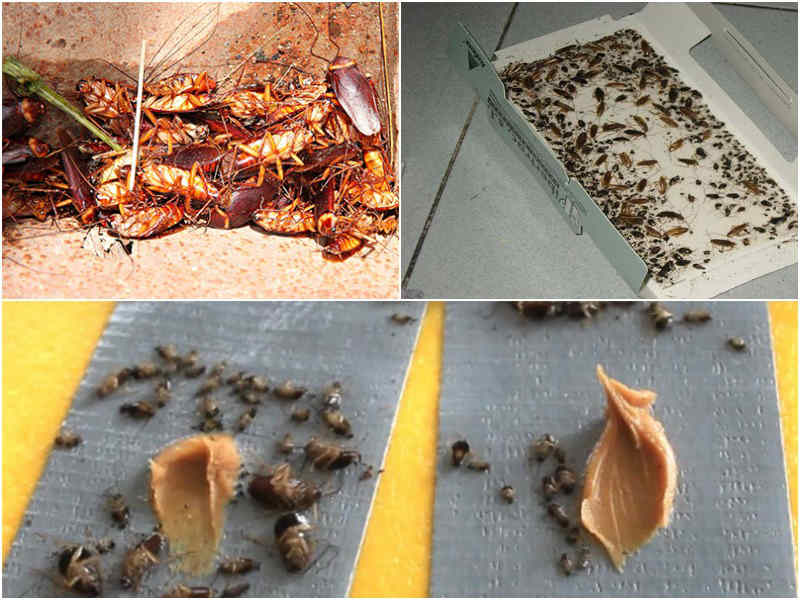 Самые эффективные ловушки для тараканов: изготовление своими руками, инсектициды в отравленных приманках