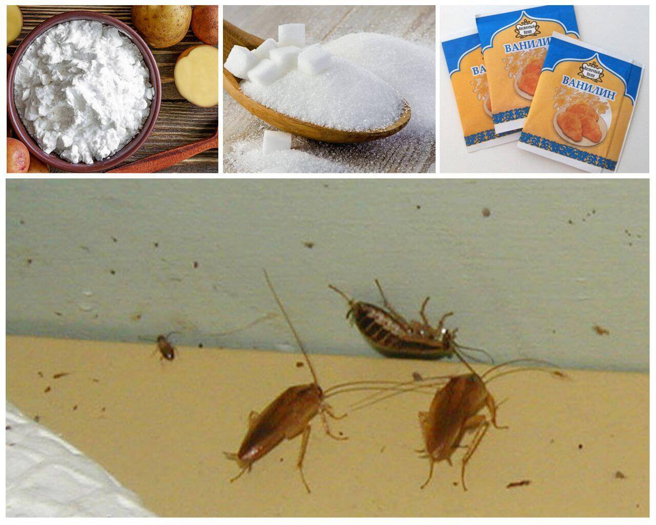 Как избавиться от тараканов народными средствами