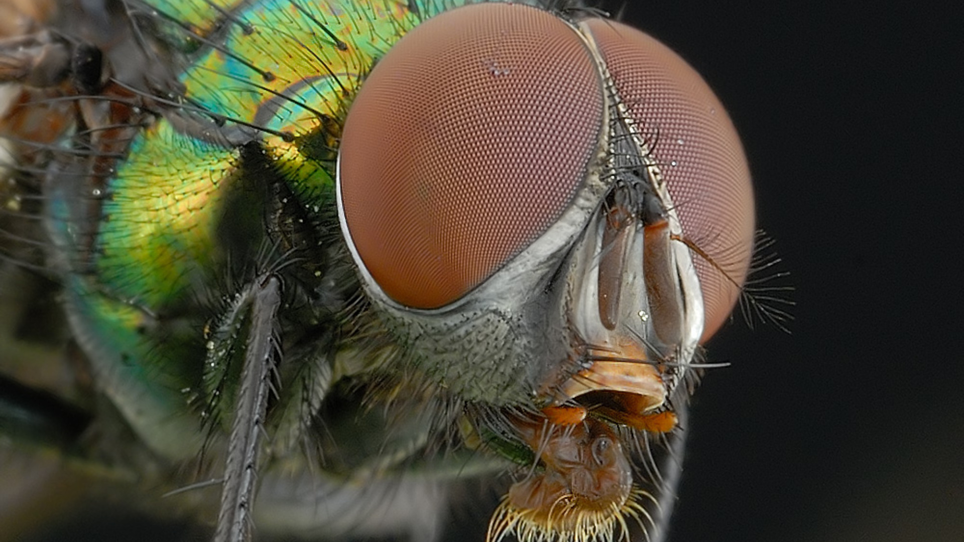 Сколько кадров в секунду видит муха, сколько у неё глаз