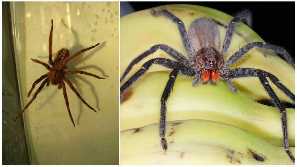 Первая помощь и возможные последствия от укуса паука – виды ядовитых пауков
