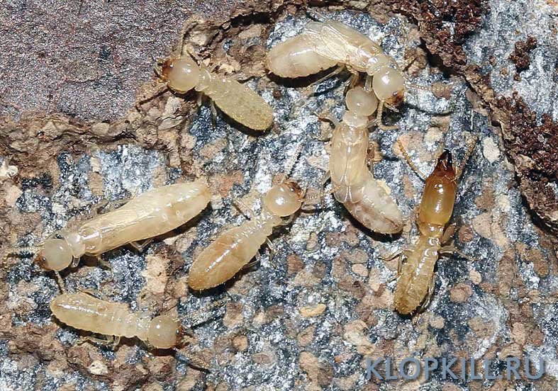 Термиты - что это такое? где обитают термиты и чем они питаются?