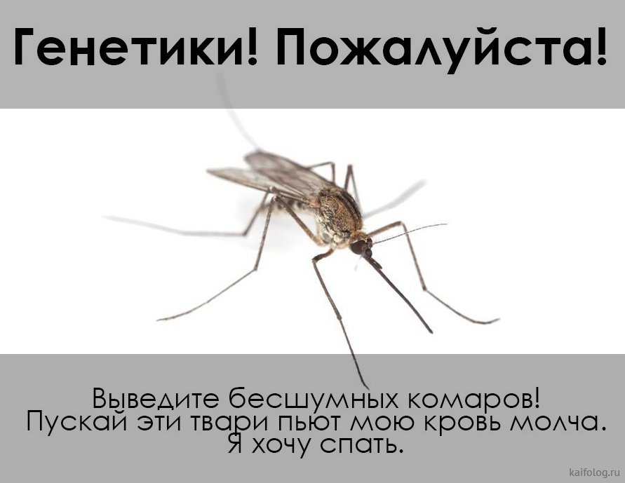 Где нет комаров и где их больше всего? комары в тайге, в москве и подмосковье