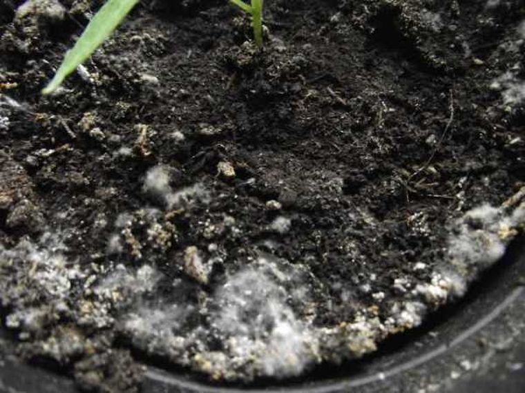 7 способов избавления от белого налета на земле в цветочных горшках и причины его появления