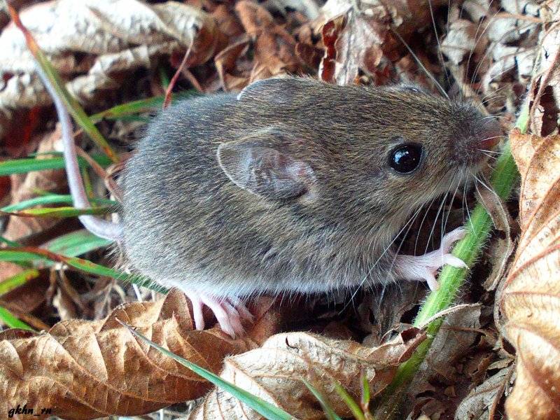 Мышь полевка — описание и фото грызуна, методы защиты урожая