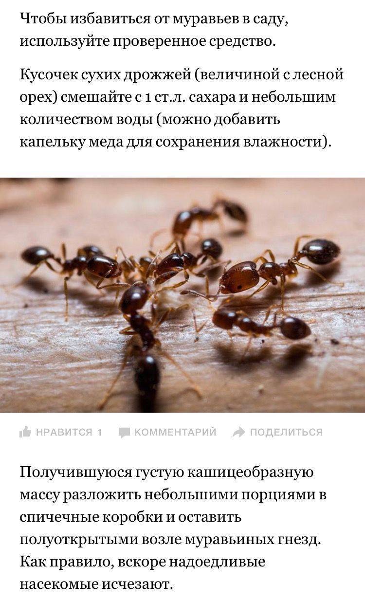 Способы избавиться от муравьев раз и навсегда