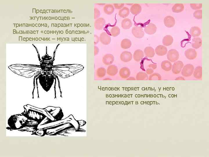 Муха цеце насекомое. образ жизни и среда обитания мухи цеце