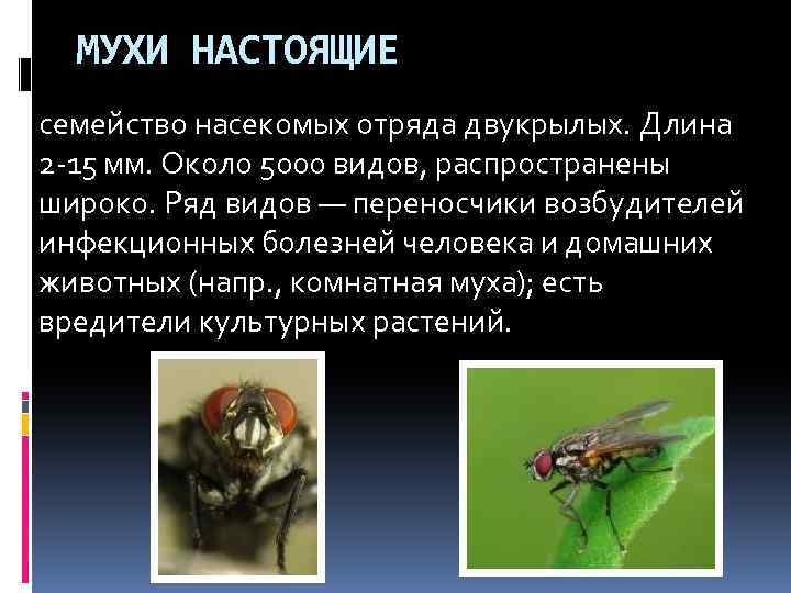 Чем опасны мухи: перечень распространяемых заболеваний