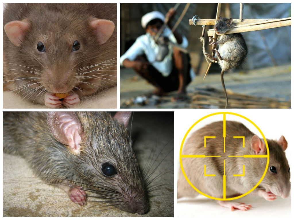 Отпугивание крыс с помощью запахов: какие ароматы не любят грызуны