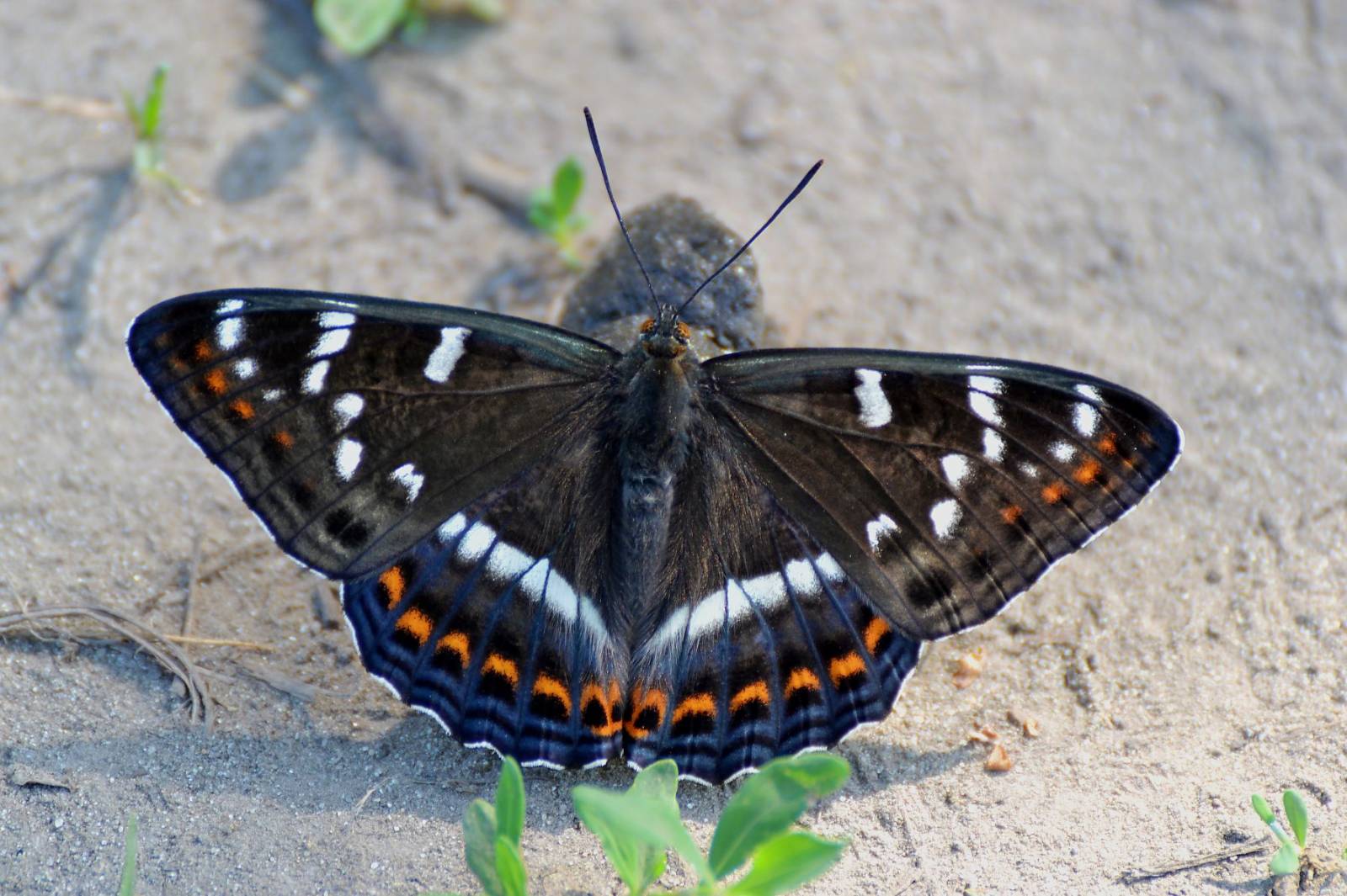 Бабочки пяденицы – вредители садовых, ягодных, декоративных культур