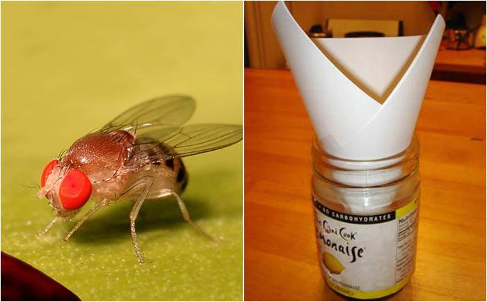 Дрозофилы: как избавиться от назойливых мух, ловушки и другие средства