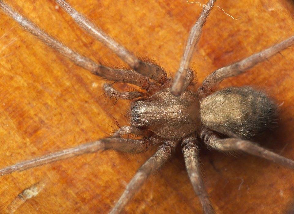 Виды домашних пауков – фото, названия и описания
