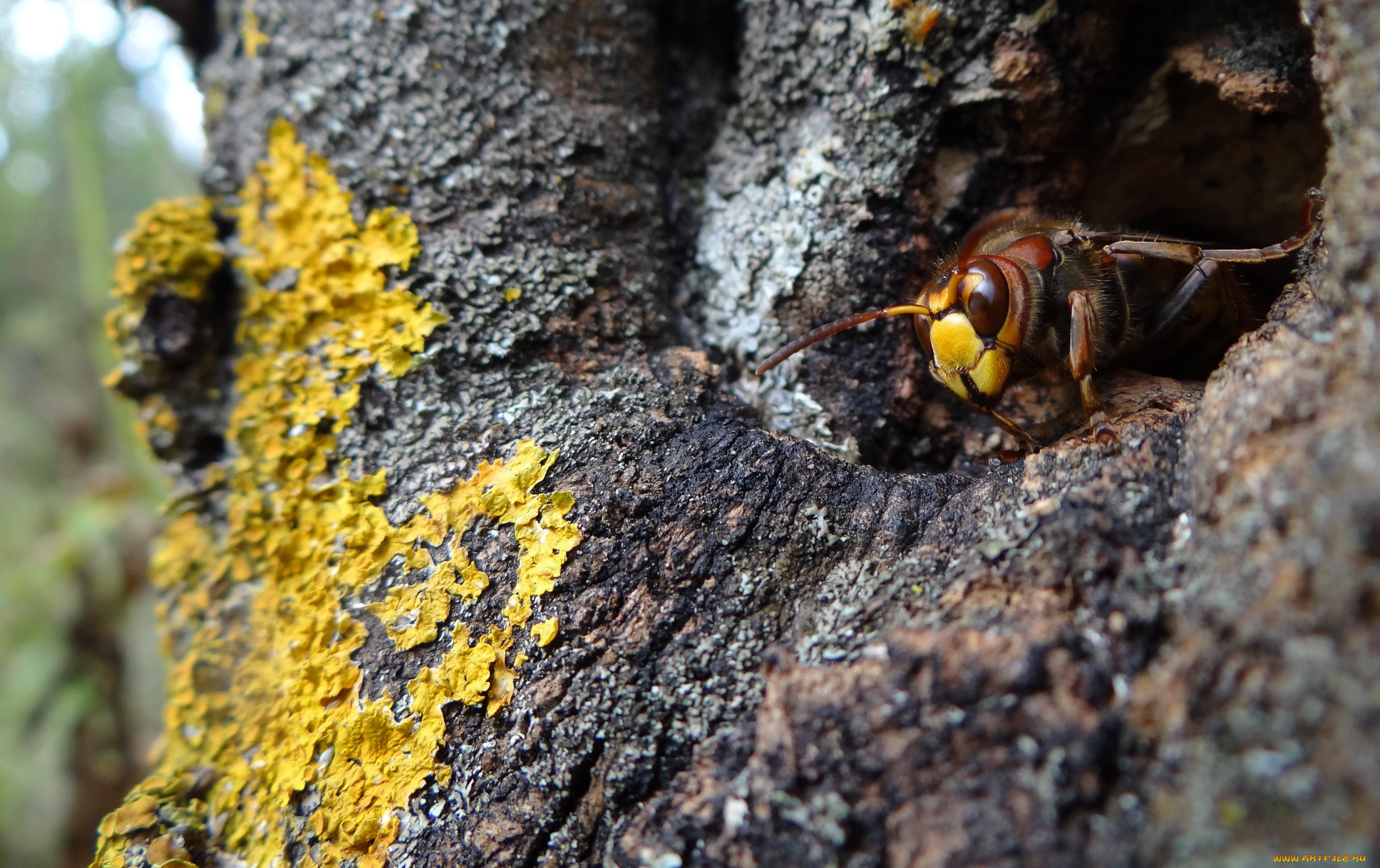 Шмель и пчела - какие отличия в образе жизни, питании, размножении