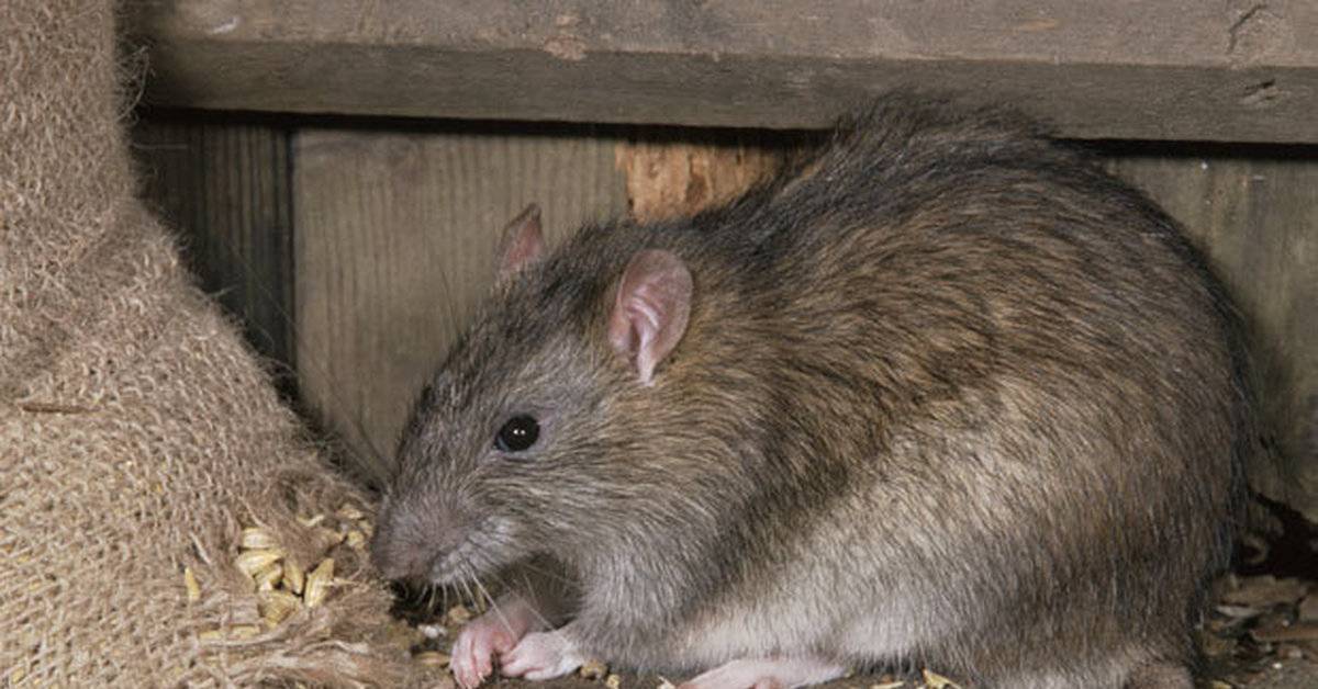 Кудрявые крысы «рексы» — особенности породы