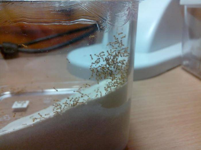 Ловушки от муравьев в квартире: их виды и как сделать своими руками
