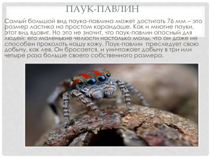 Maratus Volans: удивительный паук павлин