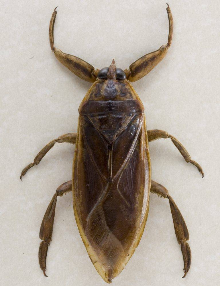 Кто такие сколопендры: характеристика этих насекомых, где обитают и опасен ли её укус для человека