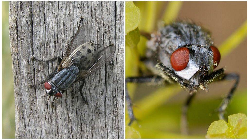 Зеленая муха – фото и описание