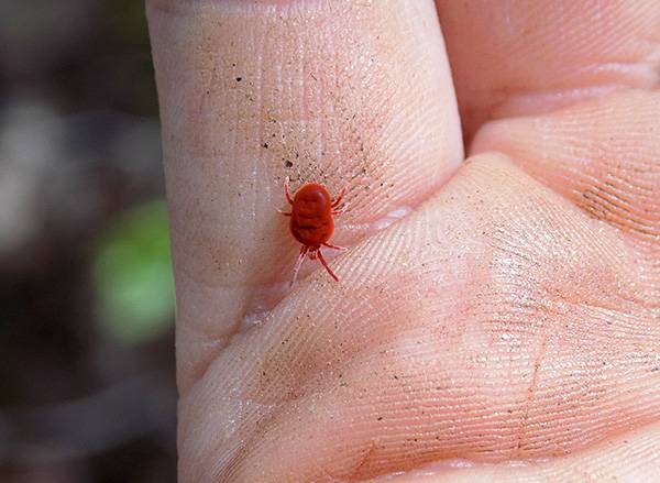 Клещи красного цвета – фото, описание, где обитают и причиняют ли вред. методы борьбы с насекомыми